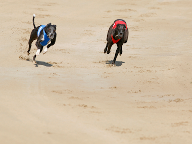 Night at the Dogs in Dublin